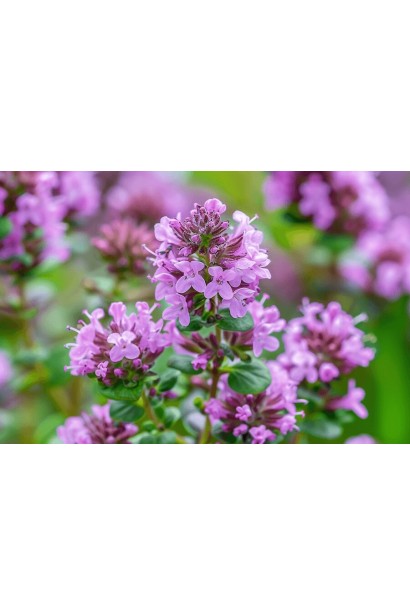 Чебрець перцевий бузкові квіти